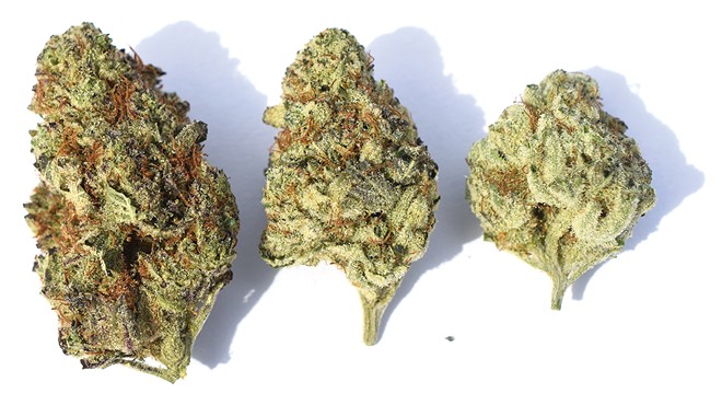 Gelato is one of the more celebrated cannabis strains.