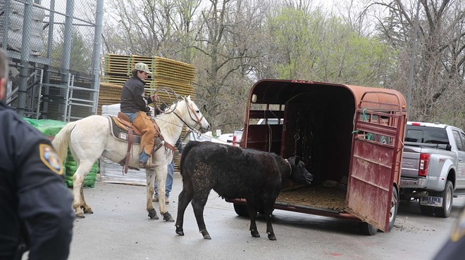 After five days on the loose the bull has been captured and will live with a local rancher.