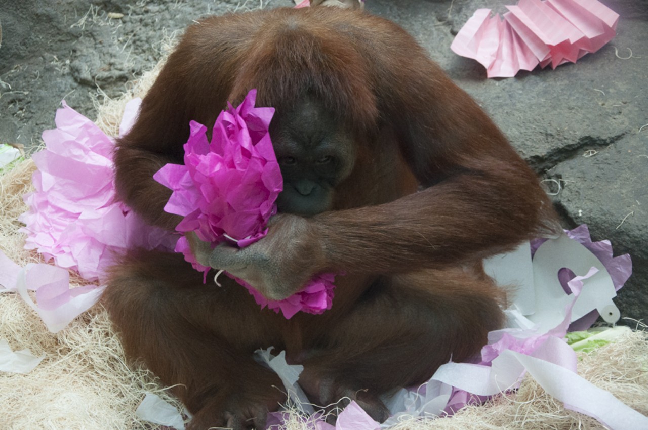 Saint Louis Zoo Party for Baby Orangutan 'Ginger'