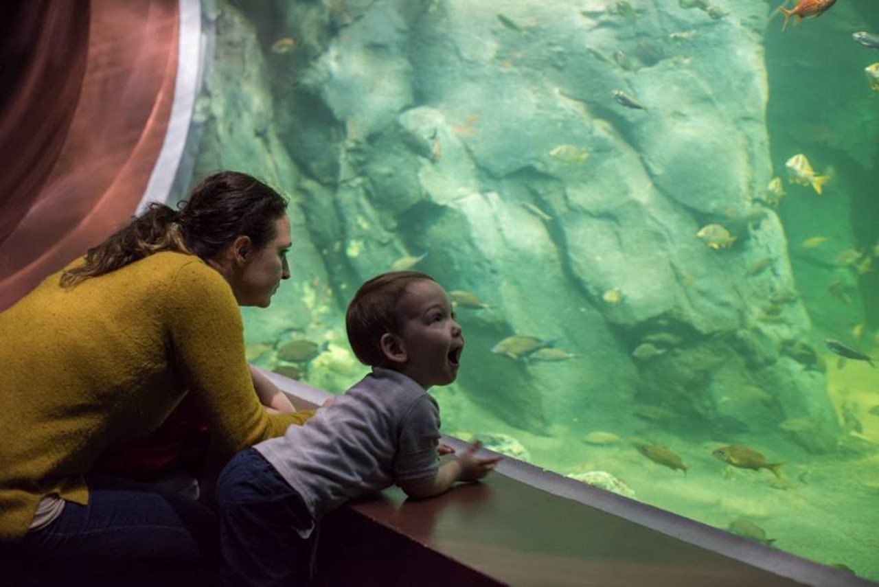 Shark Canyon Thrills Shark-Loving Kids at St. Louis Aquarium at Union Station