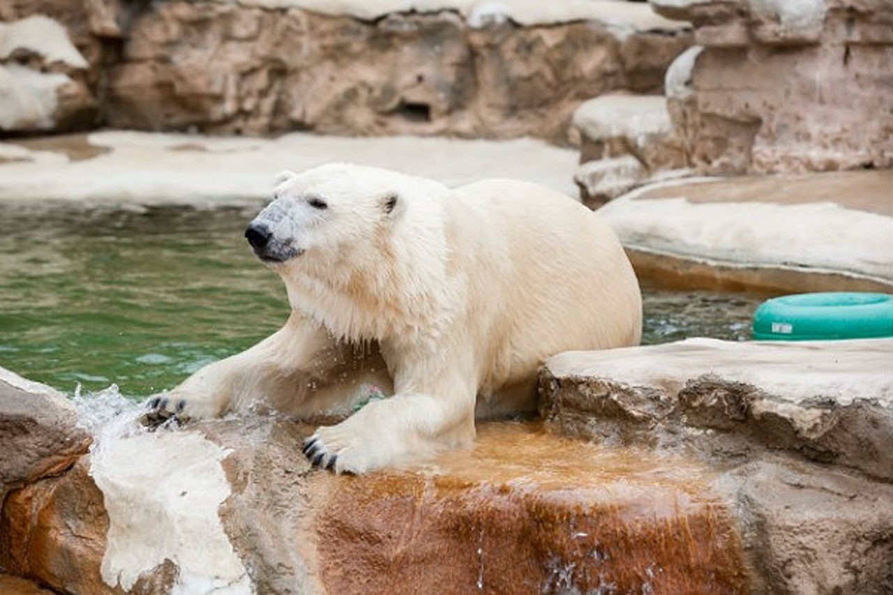 You're surprised to find out that other cities' zoos charge admission. 
Photo courtesy of Tinnaporn Sathapornnanont / Shutterstock