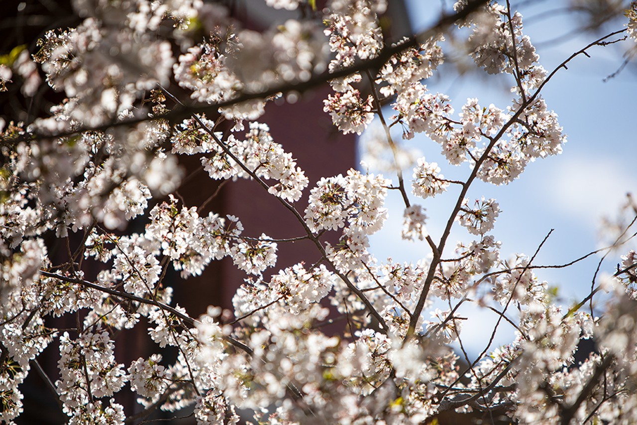 A cherry tree blooms at Saint Louis University.