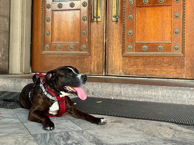 Dog taking a break from trying to get in City Hall.