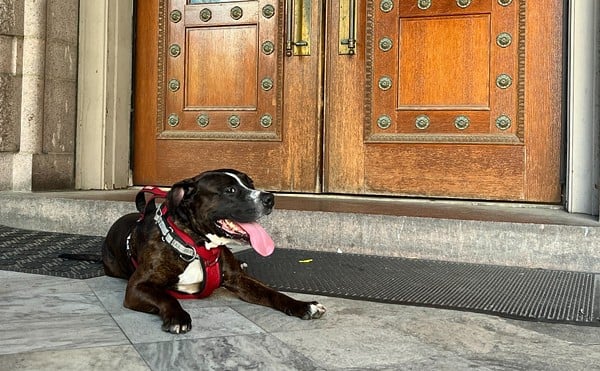 Dog taking a break from trying to get in City Hall.