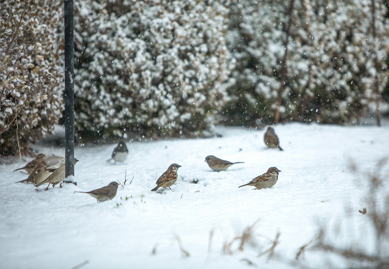 Birds eat seeds below a bird feeder on Friday, Feb. 16, 2024.