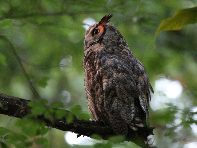 Charles, a Great Horned Owl, hangs out in Forest Park.