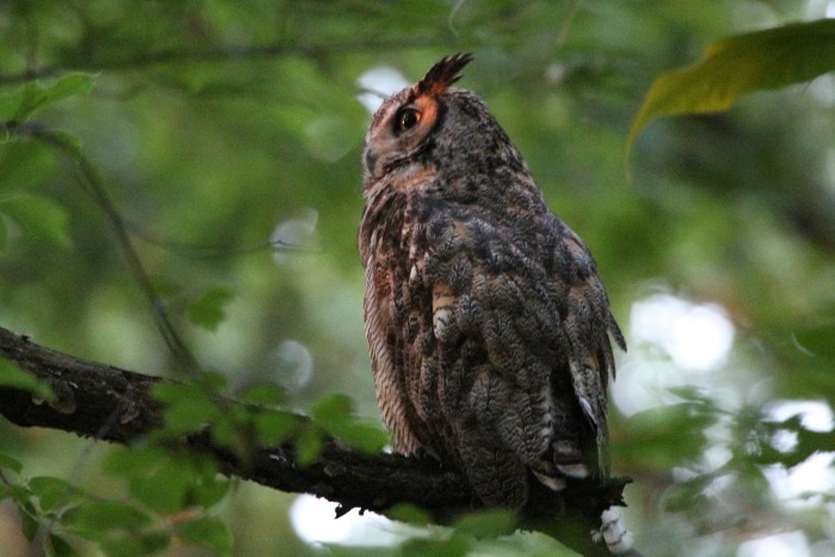 Charles, a Great Horned Owl, hangs out in Forest Park.