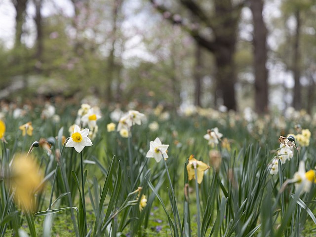 Daffodils in Tower Grove Park. Records show the city uses pesticides that include Roundup.