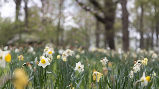 Daffodils in Tower Grove Park. Records show the city uses pesticides that include Roundup.