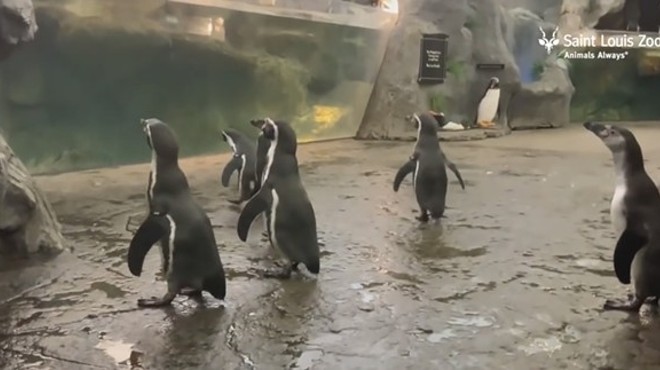The penguins aren't the only St. Louis Zoo animals you can livestream anymore.