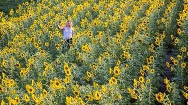 Those Instagram-Famous Sunflower Fields Bloom Again Soon in St. Louis