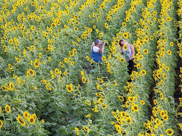 The Weldon Springs Conservation Area sunflower field is expected to bloom soon, too.
