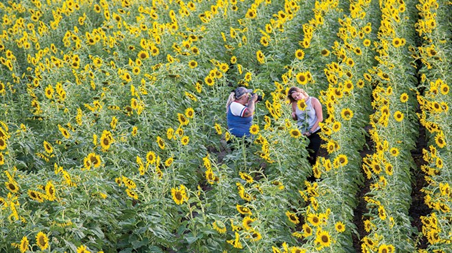 The Weldon Springs Conservation Area sunflower field is expected to bloom soon, too.