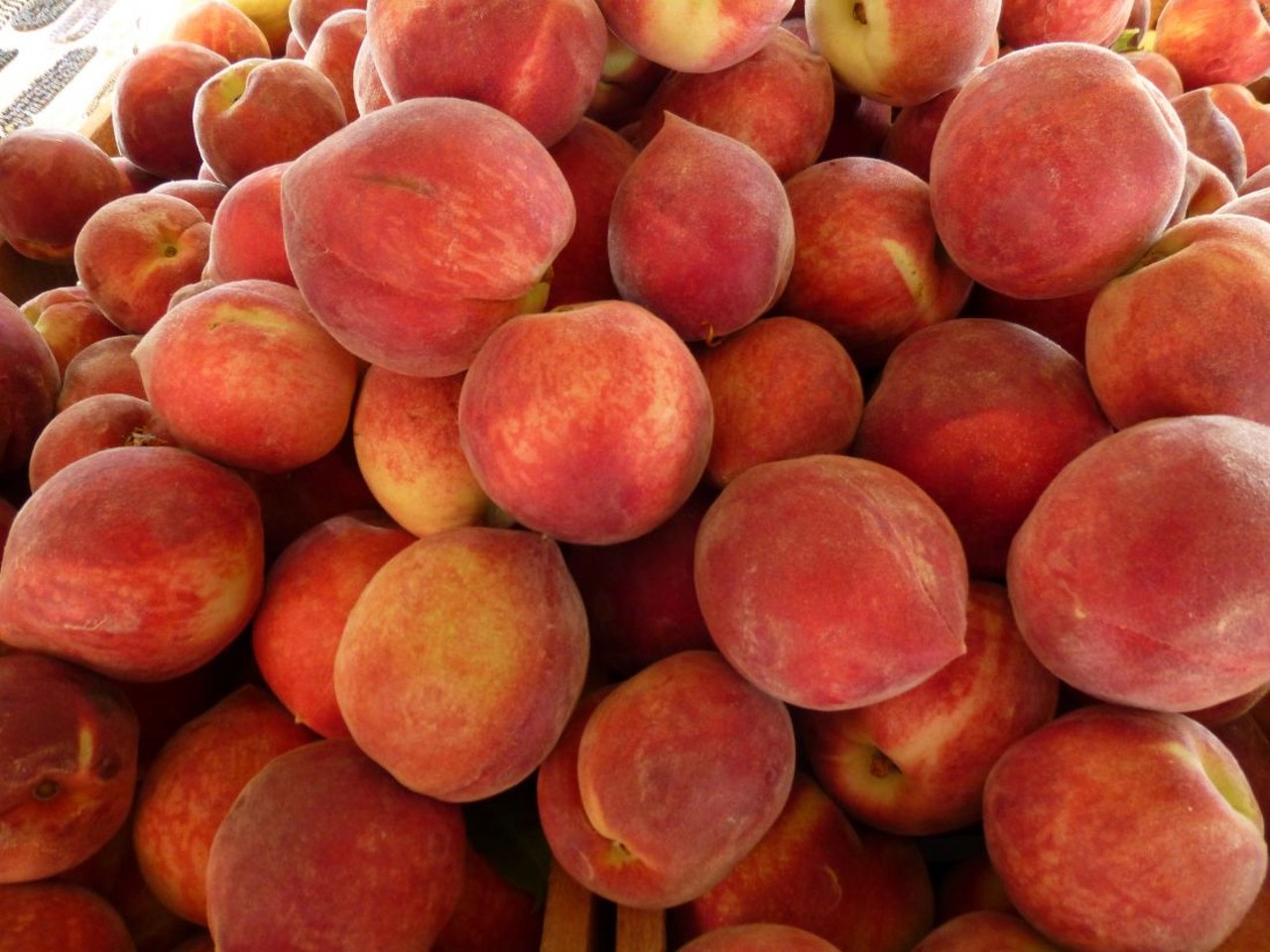 Peach Festival
August 12, 2018
Grafton, IL
When&#146;s the last time you bit into a fresh, juicy peach? We bet it&#146;s been too long. Think of the color. The scent. The soft little fuzz. Yeah, you want one, don&#146;t you? Well don&#146;t worry because the Peach Festival in Grafton, Illinois, will hook you up! This tasty party takes place at legendary Pere Marquette, so you can enjoy the view and the amenities while you&#146;re noshing.
Photo courtesy of Mike Licht / Flickr
Find more information about the event here.
