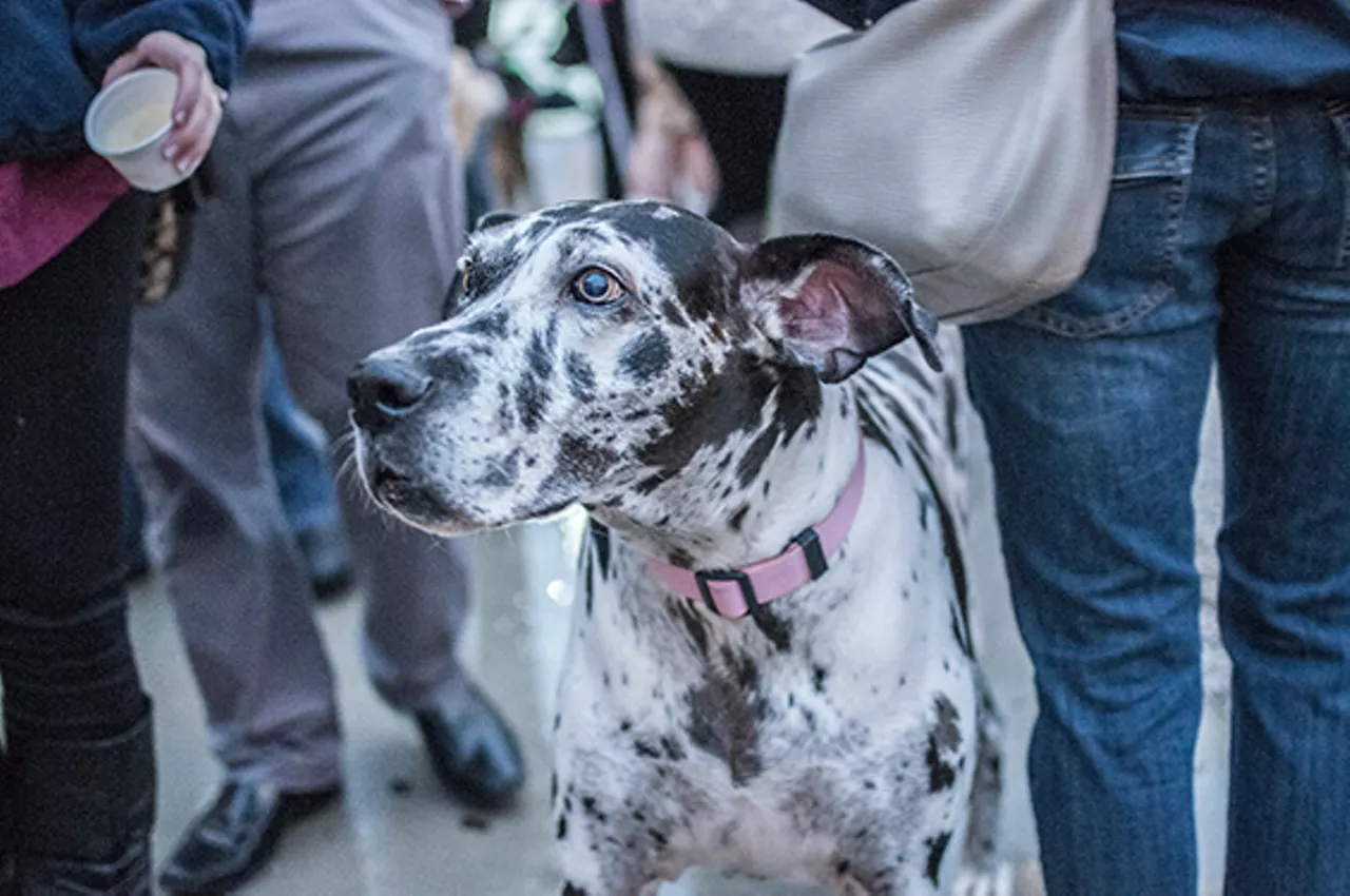 The Damp Dogs of Barktoberfest 2014