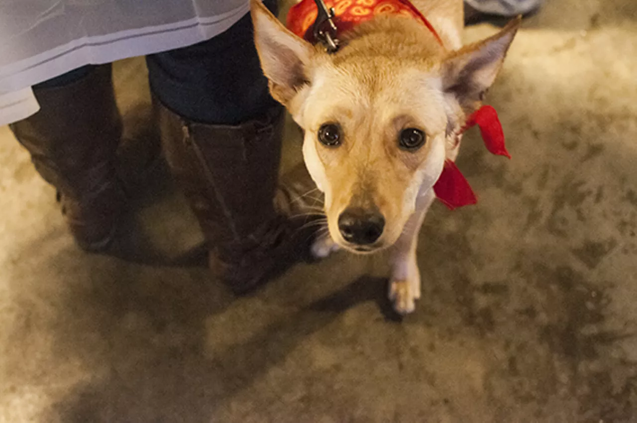 The Damp Dogs of Barktoberfest 2014