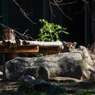 The Saint Louis Zoo's New Tiger Triplets Are the Best Things Ever