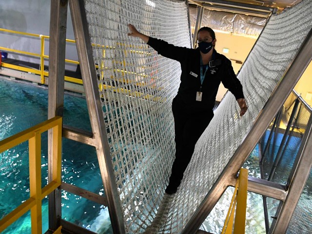 A new rope bridge stretches across Shark Canyon at the St. Louis Aquarium.