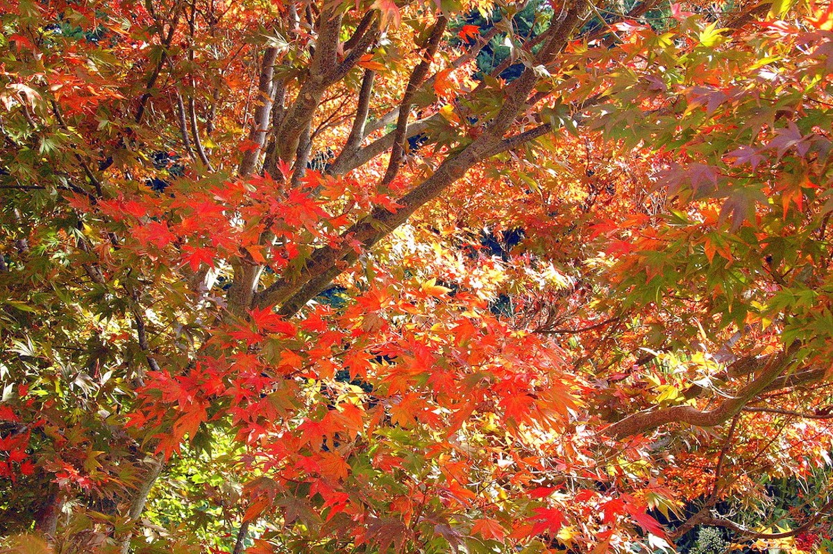 A Japanese maple flaunts its fall beauty.