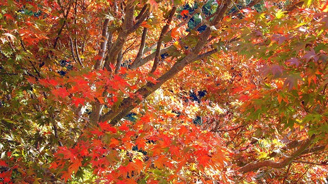 A Japanese maple flaunts its fall beauty.