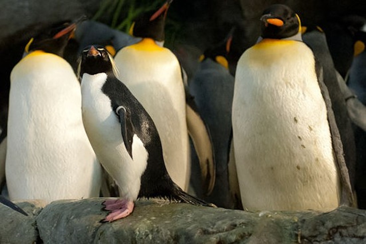 Drop into the Zoo just to see the penguin habitat
It opened in 2015 and is literally the coolest exhibit at any zoo anywhere. You will not be disappointed. (And, you know, it's FREE!)
Check it out here.
Photo by Jon Gitchoff