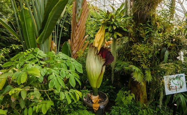 The Missouri Botanical Garden had a corpse flower bloom last year as well.