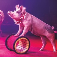 Circus Flora Launches This Weekend, With a New Home and Piggy Performers
