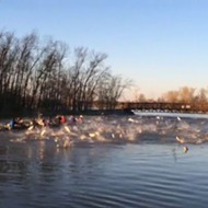 VIDEO: Gang of Flying Asian Carp Mount Aerial Attack on Washington University Rowing Team
