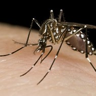West Nile Virus Found in St. Louis Area Mosquitoes