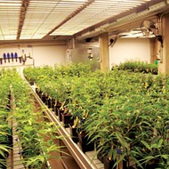 Company Hired by Missouri For Medical Marijuana Program Loses $28 Million Lawsuit