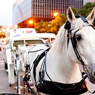 MTC No Longer Regulates Horse-Drawn Carriages; Animal Activists Cry Foul
