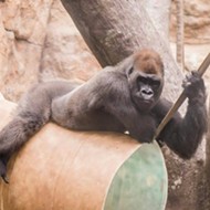 Sexy St. Louis Zoo Gorilla Came in Like a Wrecking Ball