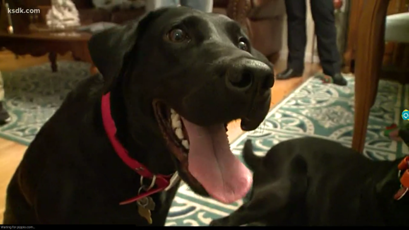 Hero Dog Saves St. Louis Family from Burning Home, Is Very Good Girl