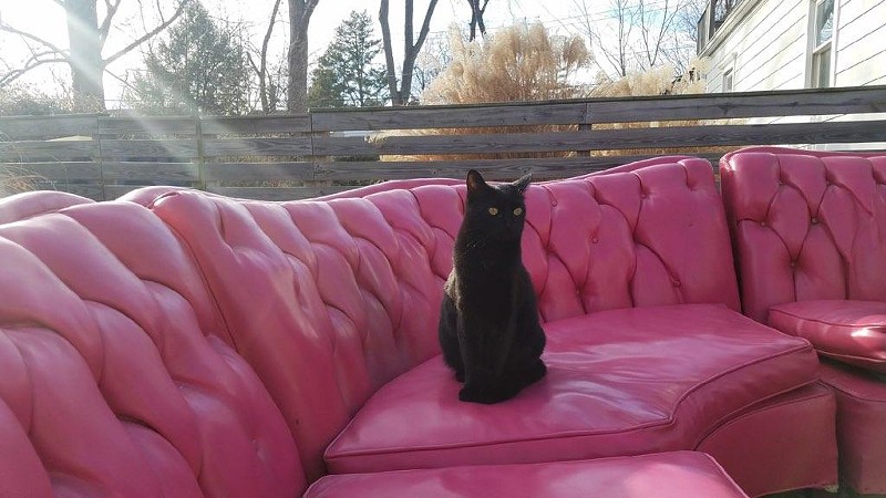 Luna the cat guards Sarah Rodhouse's latest furniture purchase — a 1950s bubblegum pink sofa. - Courtesy of Sarah Rodhouse