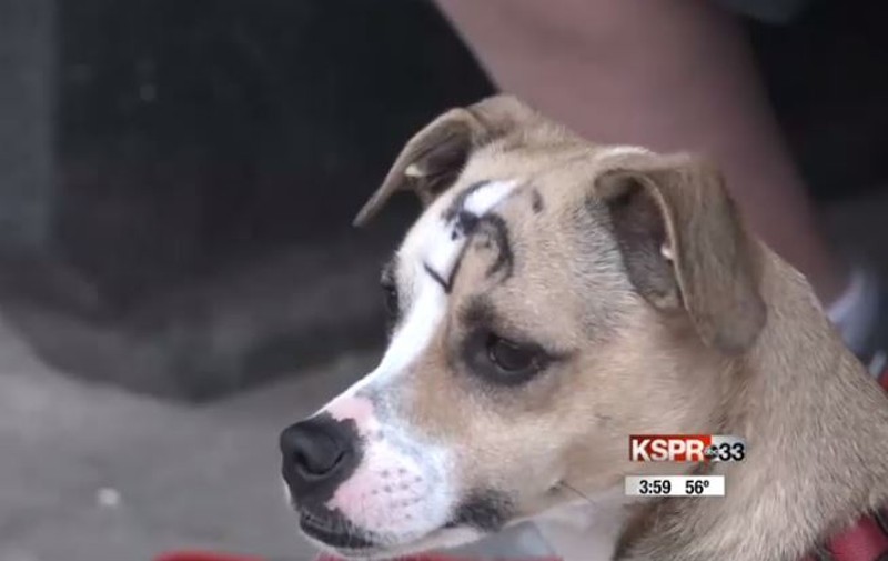 Good Dog Vandalized with Swastika by Bad People