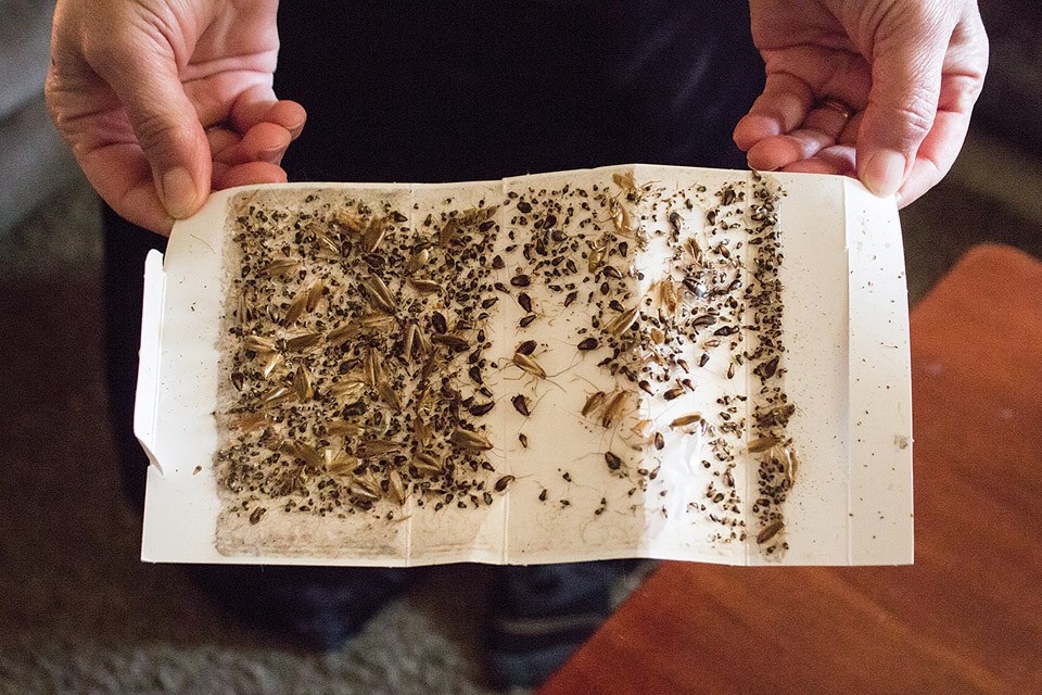 The Alkrads show off a single day’s roach collection. - SARA BANNOURA