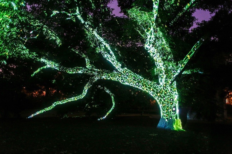 Flora Borealis is the combination of living things and virtual reality. - (C) WESLEY SCHAEFER/MISSOURI BOTANICAL GARDEN