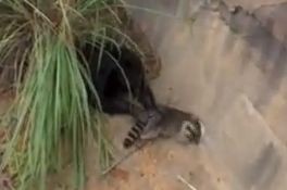 Chimp to raccoon: Whoa, where ya goin, buddy?