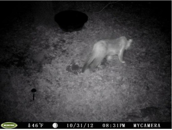 Another Mountain Lion Sighting - This Time Near Branson!