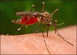 County Mosquitoes Test Positive for West Nile Virus