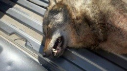 This was shot in Missouri on Tuesday. Is it a wolf? - Missouri Department of Conservation