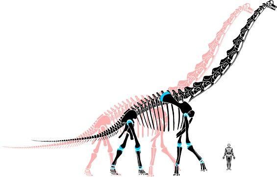 The pink skeleton is our old view of dinosaurs. The black skeleton is the new, improved version; the blue represents the extra cartilage. - image via