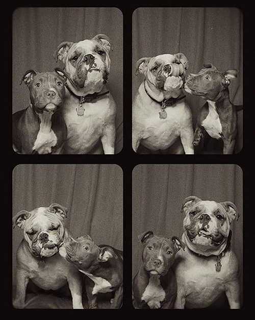 Lynn Terry, St. Louis Photographer, Captures Smooching Pooches in Doggie Photo Booth