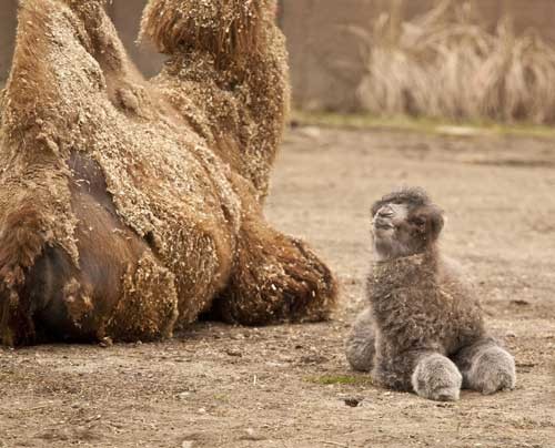 Check Out This Baby Camel!