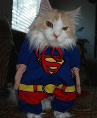 Cats are super. - image via