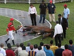 An injured racehorse (though not Apt to Dance). - IMAGE VIA