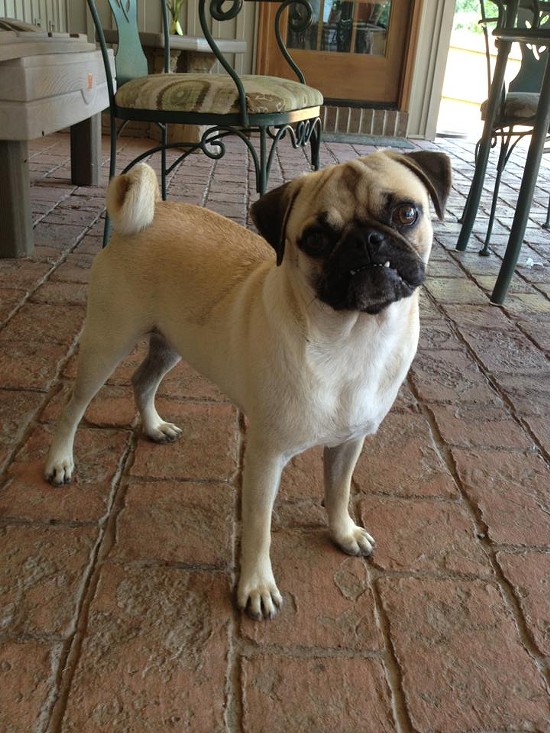 Missouri Stolen Dog Case Goes Viral: Man Offers Thieves Car if They Return His Pug "Dugout"
