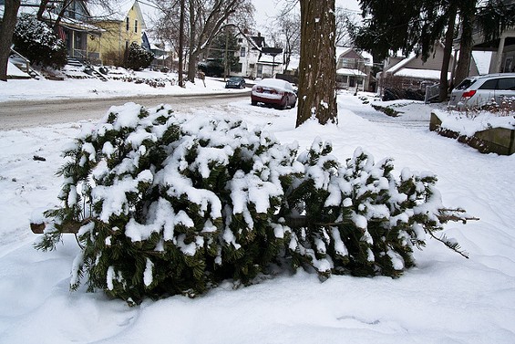 Recycle your Christmas tree! Don't just do this... - STEVEN DEPOLO VIA FLICKR