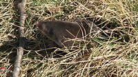 A mole, hard at work. - flickr.com/photos/kpage