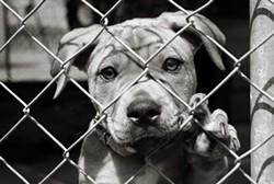 Bill Would Repeal "Punitive" Tax on Missouri Animal Shelters